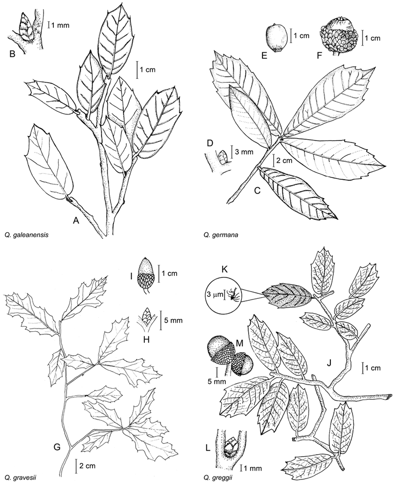 Estudio Preliminar Del Género Quercus Fagaceae En Tamaulipas México