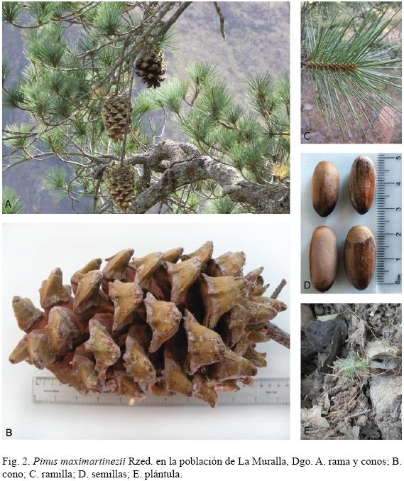 Pinus Maximartinezii Rzed Pinaceae Primer Registro Para Durango 