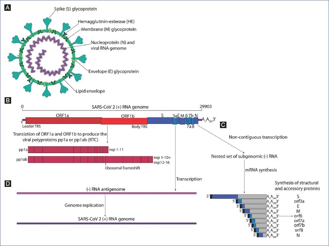 Molecular Biology Of Coronaviruses: An Overview Of Virus-host ...