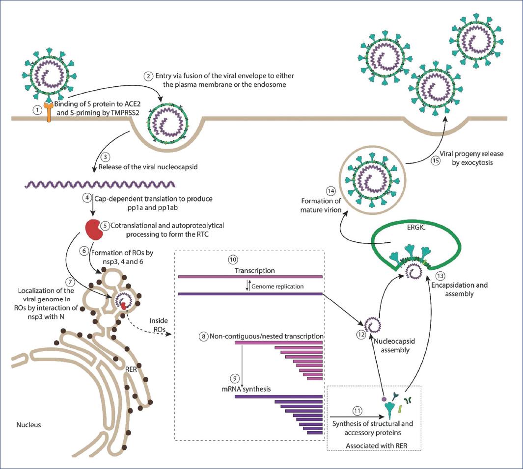 Molecular Biology Of Coronaviruses: An Overview Of Virus-host ...