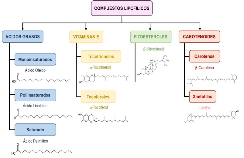 Orujo de uva Más que un residuo una fuente de compuestos bioactivos