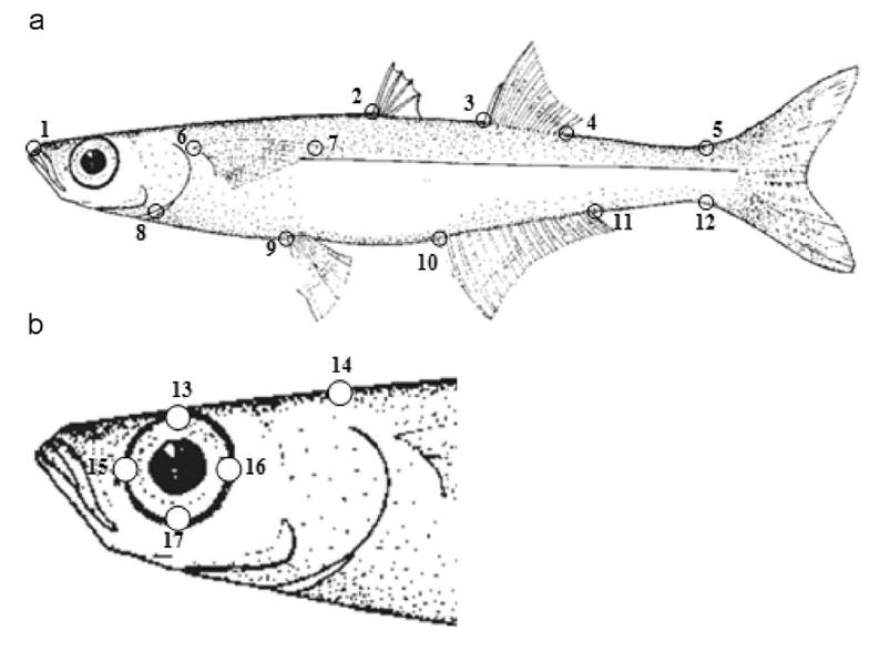 Morphometric Differentiation Of The Genera Poblana Chirostoma And