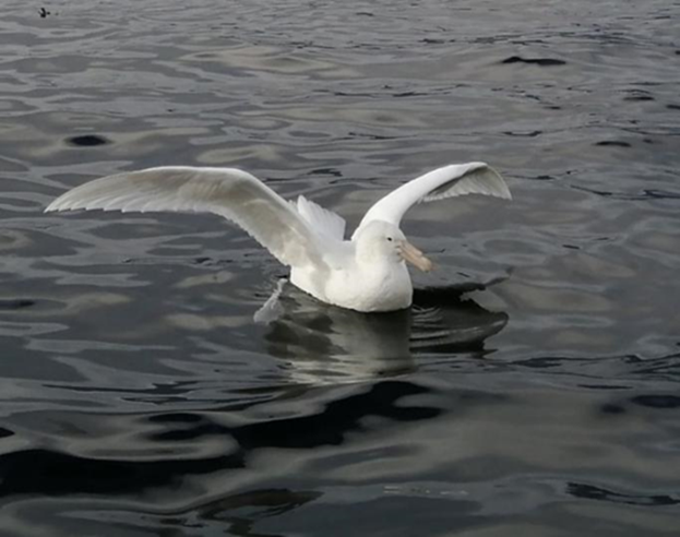 Registro de leucismo en petrel gigante antártico Macronectes giganteus