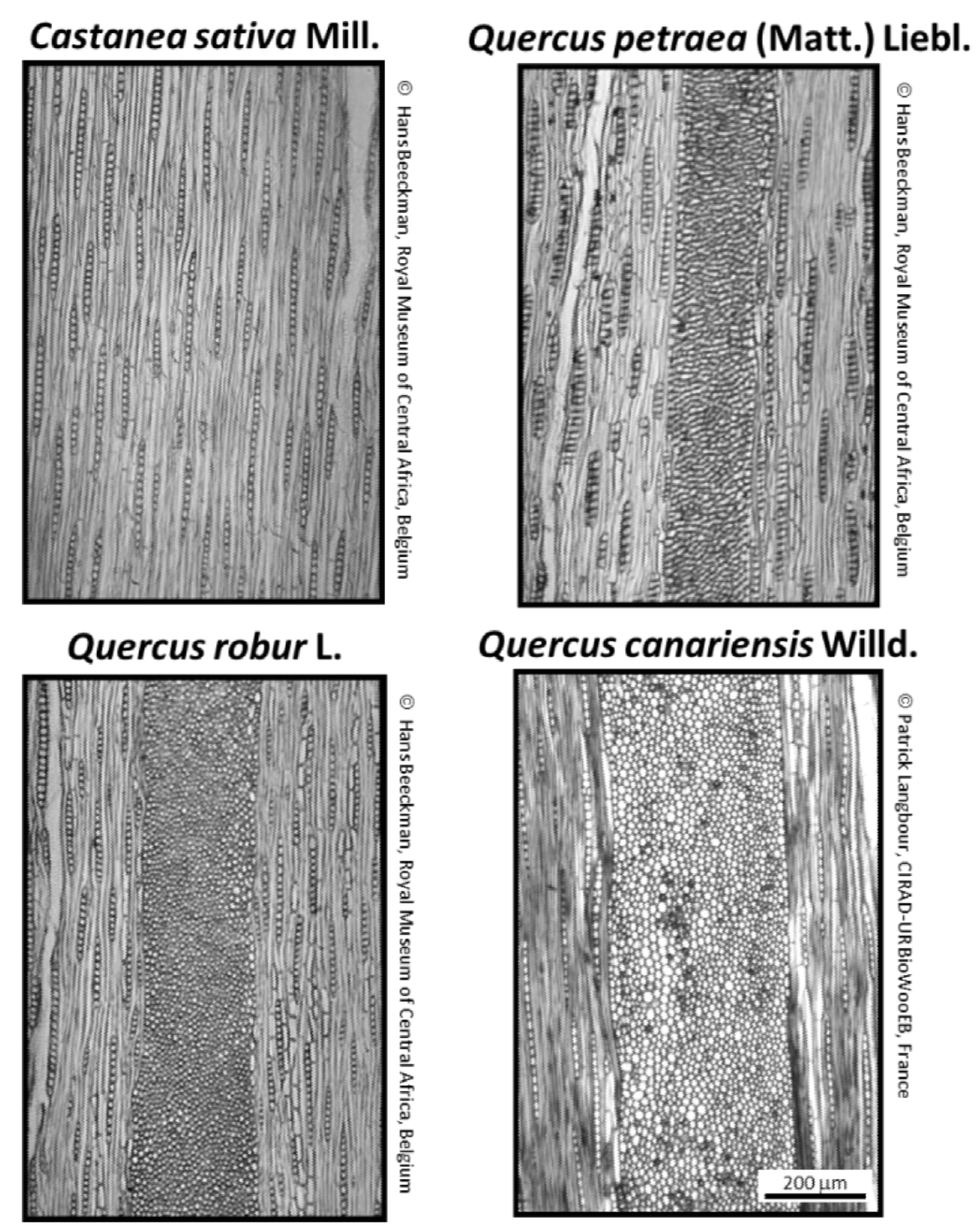 Physical properties of four ringporous hardwood species influence of