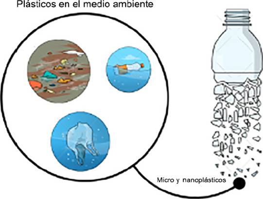 Estudio de los efectos toxicológicos de los nanoplásticos en células de