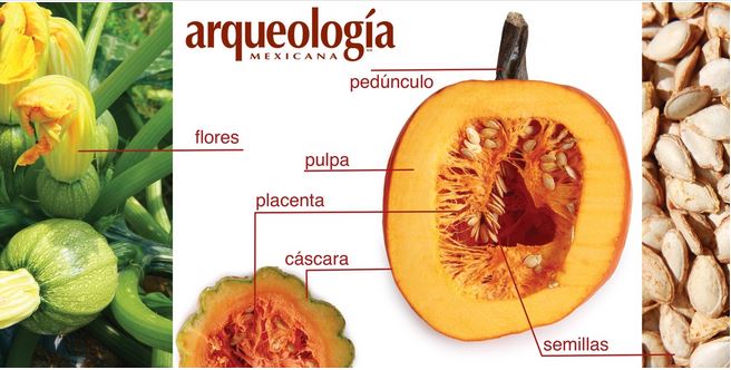 Caracter Sticas F Sicas Y Qu Micas De La Semilla De Calabaza Para