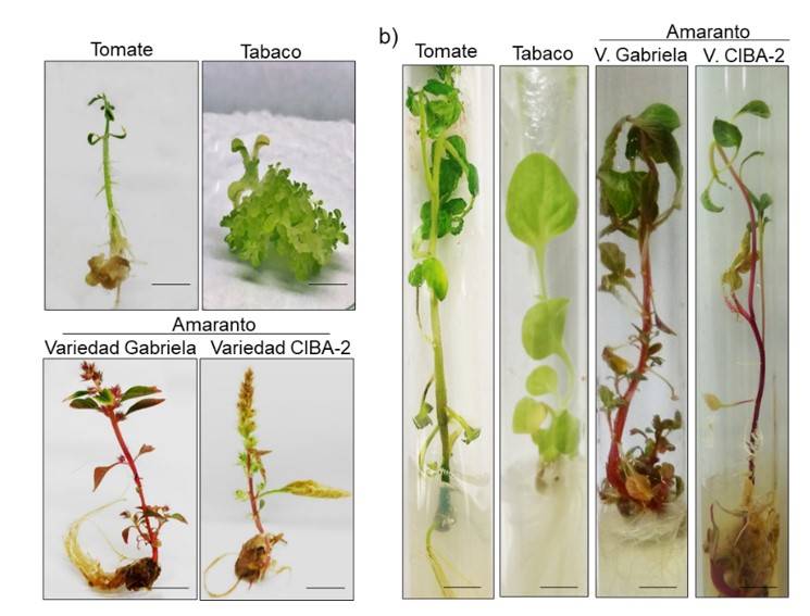 Influencia De La Luz En La Generaci N De Callos Y El Cultivo In Vitro