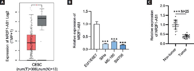 LncRNA NR2F1 AS1 Inhibits The Malignant Properties Of Cervical Cancer