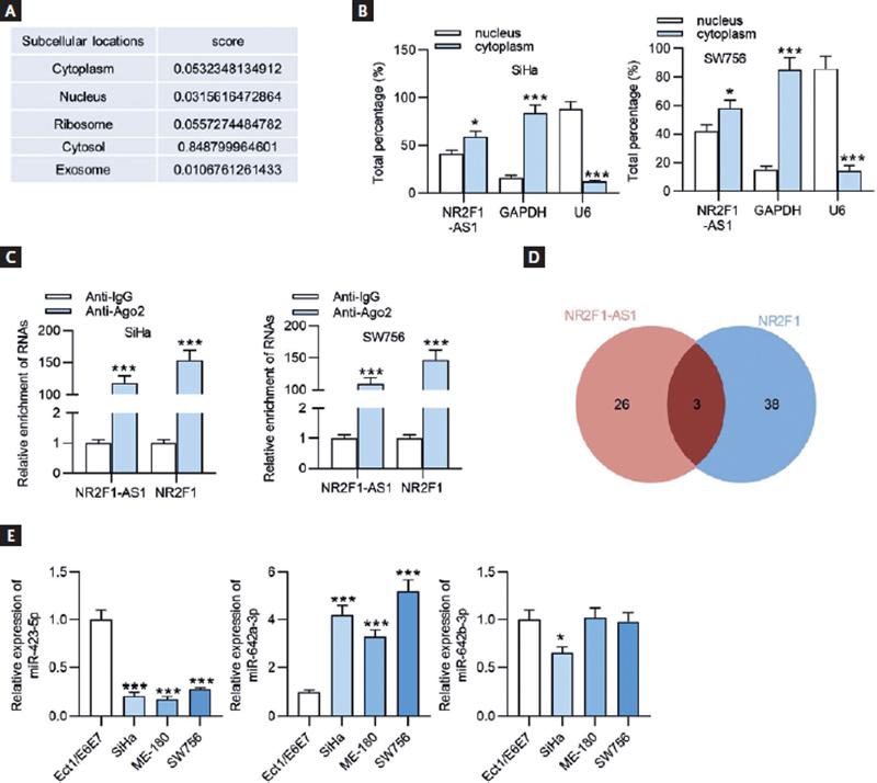 LncRNA NR2F1 AS1 Inhibits The Malignant Properties Of Cervical Cancer