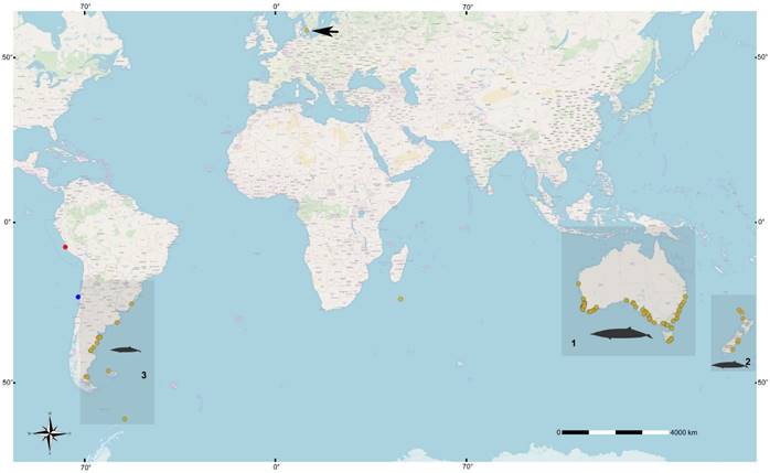 Review Of Gray S Beaked Whale Mesoplodon Grayi In The South East Pacific