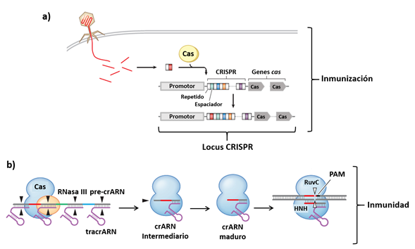 El Sistema De Edici N Gen Tica Crispr Cas Y Su Uso Como Antimicrobiano