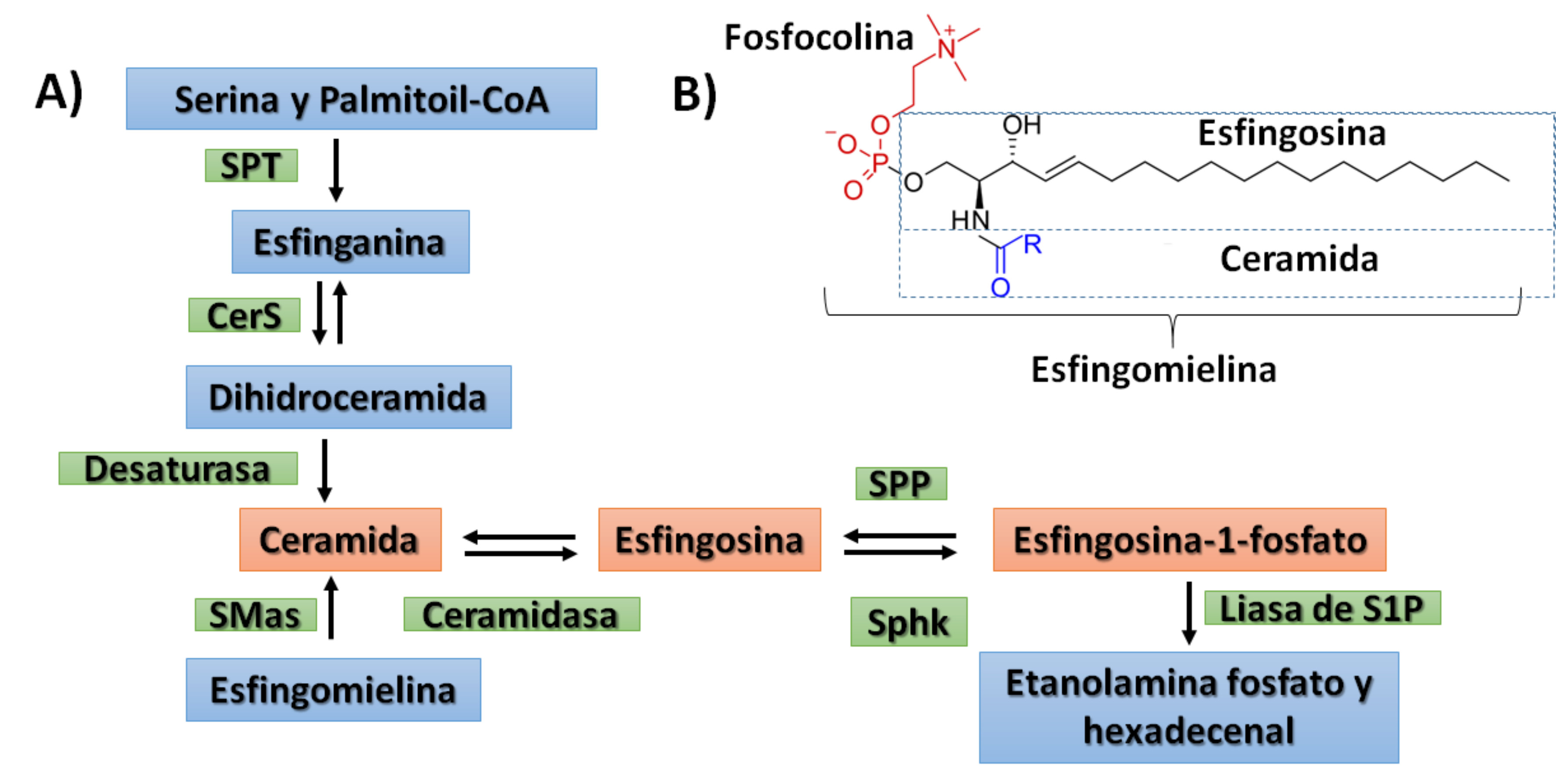 El Receptor S1P1 De La Esfingosina1 Fosfato Avances En El Conocimiento