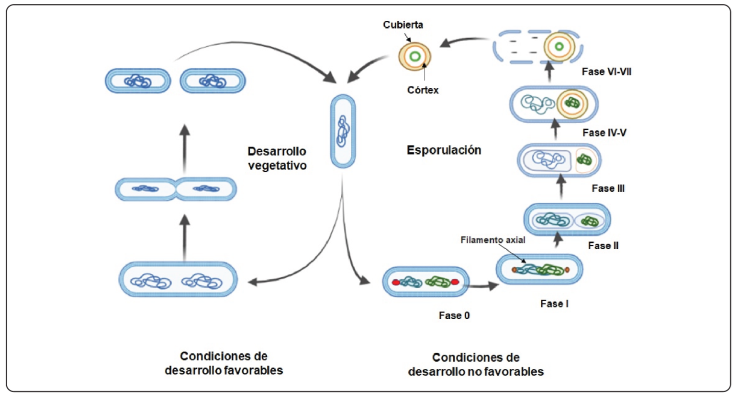 Bacillus subtilis y Trichoderma Características generales y su