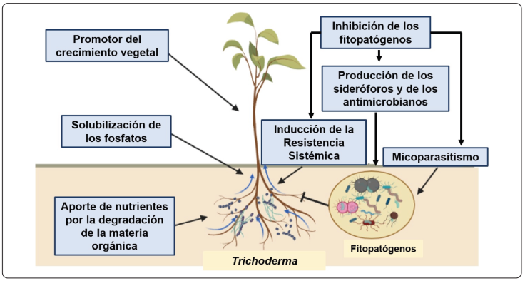 Bacillus subtilis y Trichoderma Características generales y su