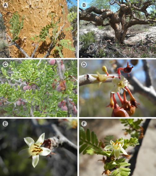 A new species of Bursera (Burseraceae) from the East Cape Region in ...