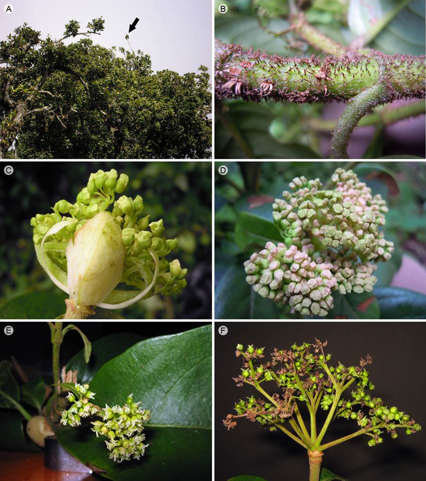 The climbing Hydrangeas (Hydrangeaceae) of Mexico, including description of  six (critically) endangered new species