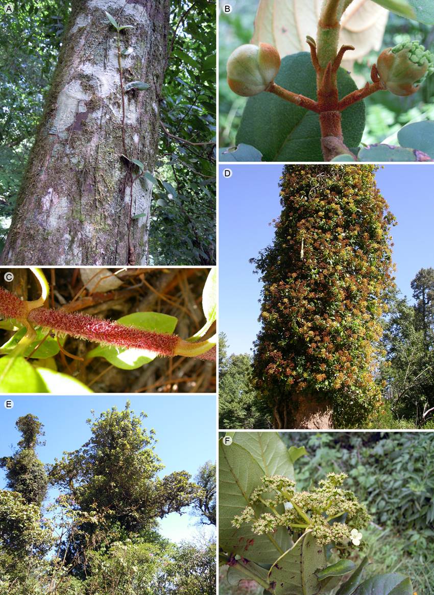 The climbing Hydrangeas (Hydrangeaceae) of Mexico, including ...