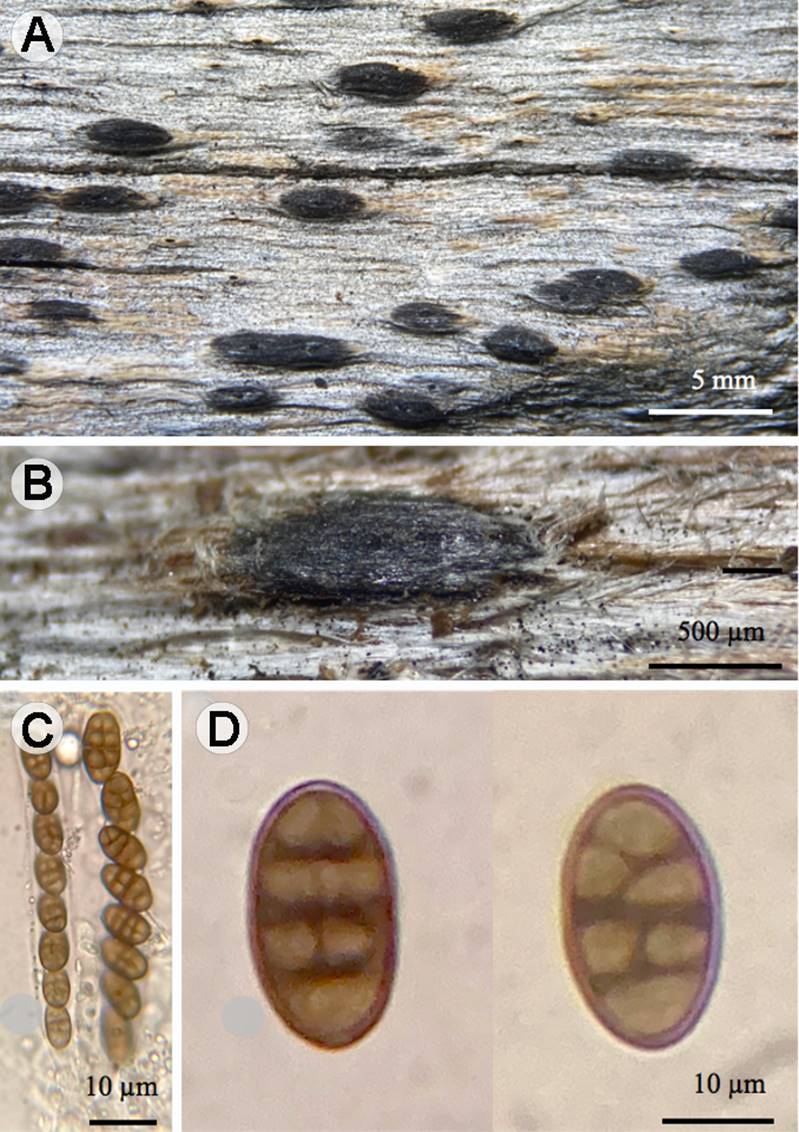 
						Platystomum mexicanum Raymundo, Martínez-Pineda, A. Tun & R. Valenz.: A-B. ascomas; C. ascas; D. ascosporas.
					