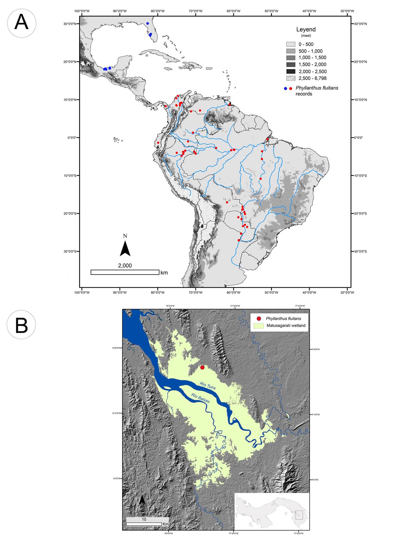 Phyllanthus fluitans (Phyllanthaceae): a new record of an aquatic plant ...