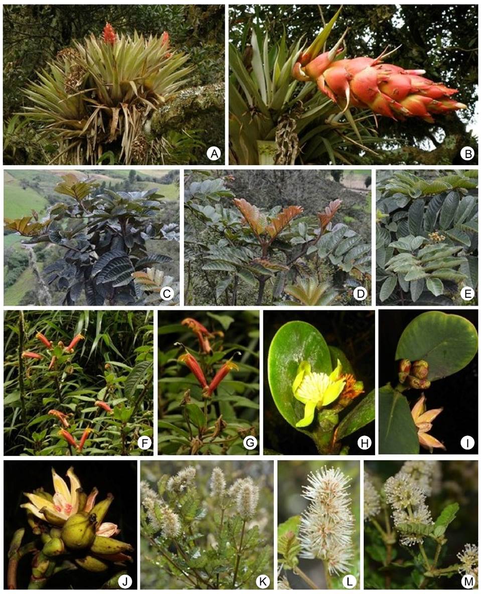 Species Richness Of The Vascular Plants Of The Bijagual High Andean 