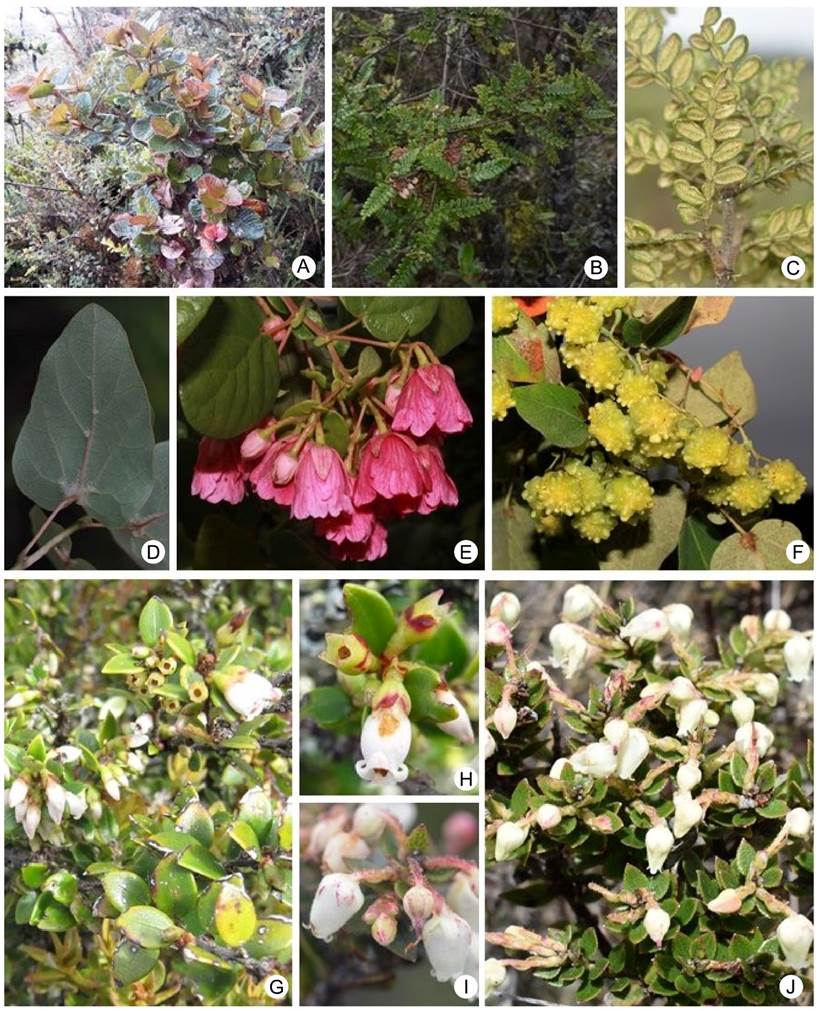 Species richness of the vascular plants of the Bijagual high Andean ...