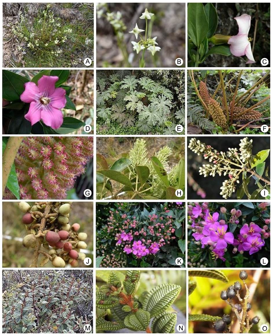 Species richness of the vascular plants of the Bijagual high Andean ...