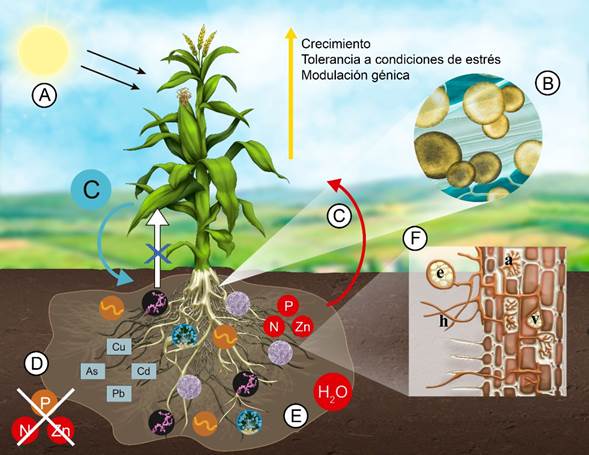 Las Micorrizas Como Una Herramienta Para La Restauración Ecológica