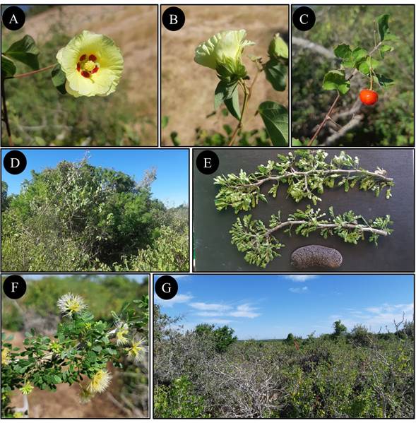 Una Especie Nueva, Castela Juyyaania (Simaroubaceae), Y Tres Registros ...