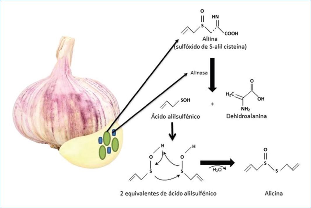 Mecanismos Moleculares De Los Efectos Ben Ficos De La Alicina Sobre La