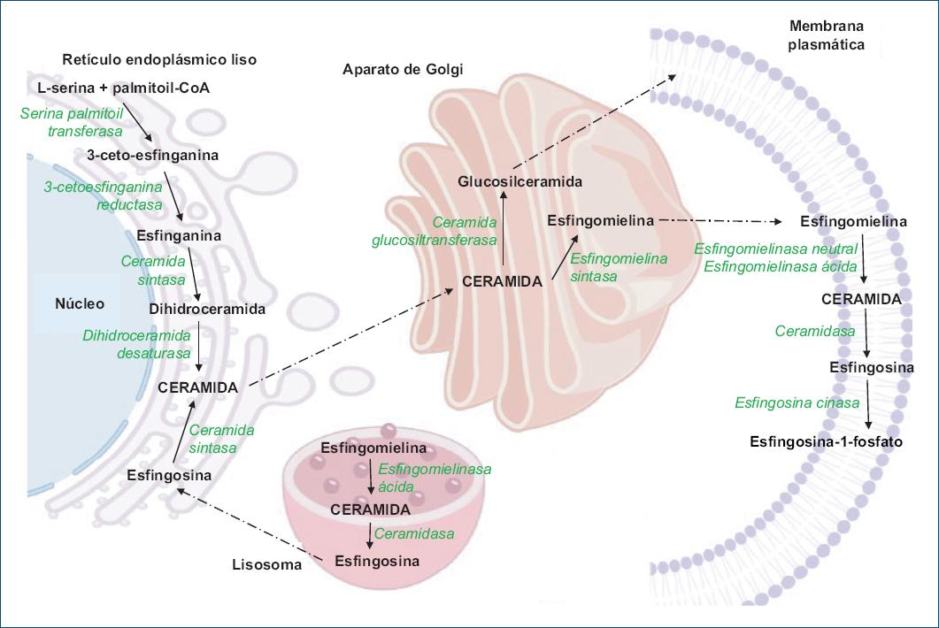 Metabolismo De Los Esfingol Pidos Y Su Relaci N Con Las Enfermedades Cardiovasculares Renales Y