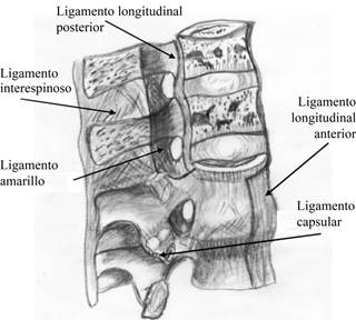 Anatomía y biomecánica de la columna dorsal y lumbar o raquis