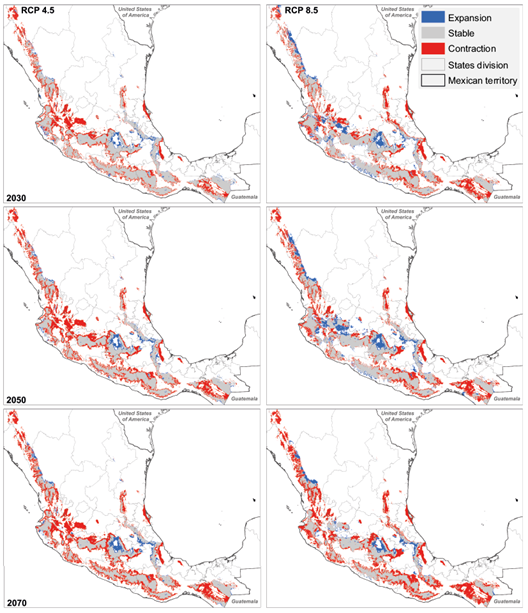 Effects of climate change on the potential distribution of a dominant ...