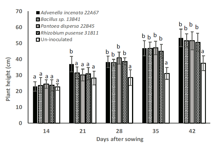 Characterization Of Native Plant Growth-promoting Bacteria (PGPB) And ...