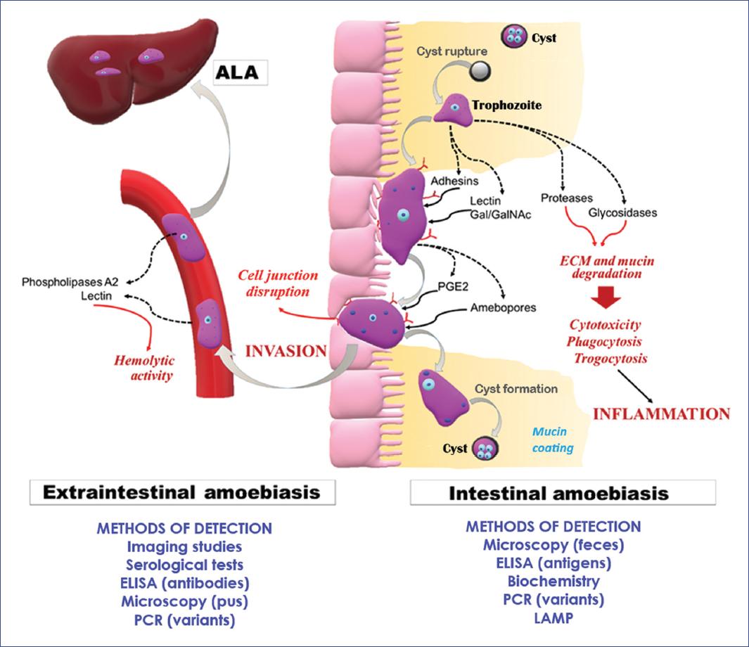 Amoebiasis Pathogenesis