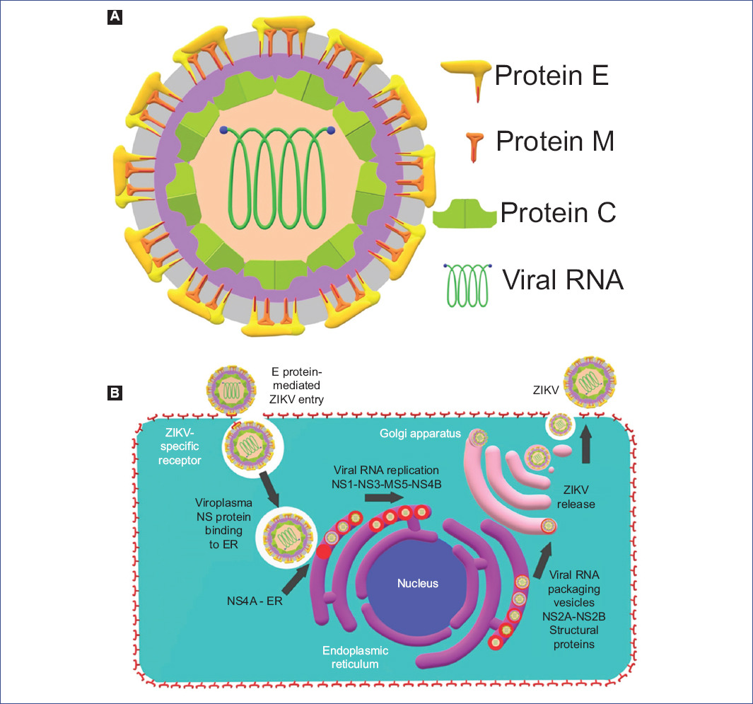 Congenital Zika Syndrome