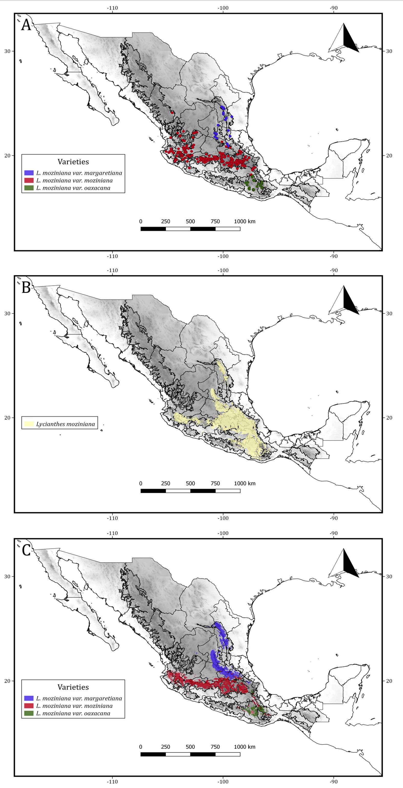 Diversification Within Lycianthes Moziniana (capsiceae, Solanaceae)