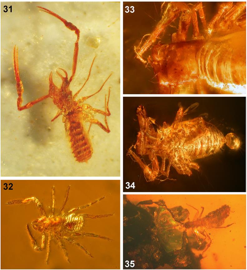 Pseudoscorpions (Arachnida, Chelonethi) in Mexican amber, with a list ...