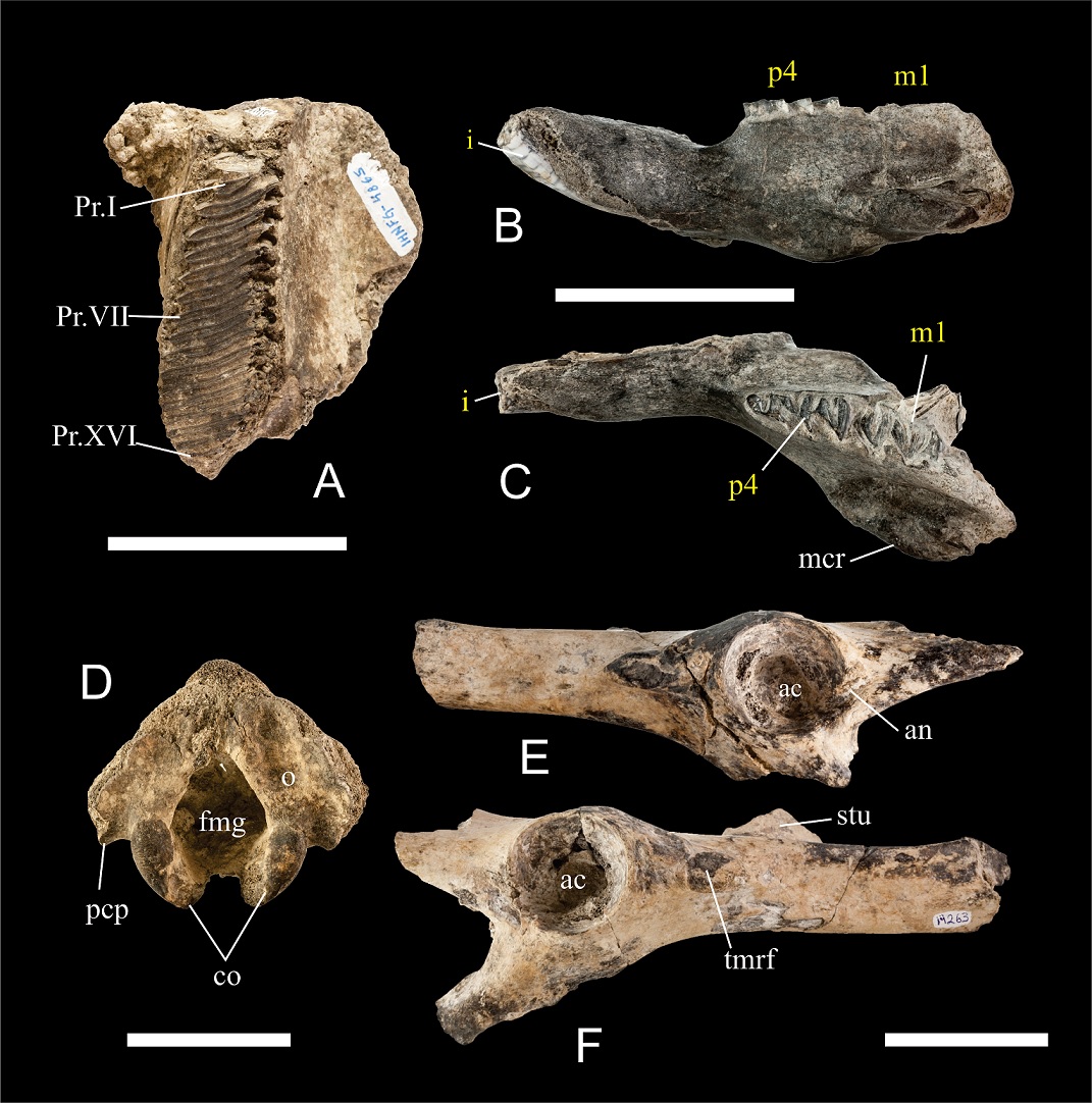 Description of the Neochoerus specimens from the late Pleistocene ...