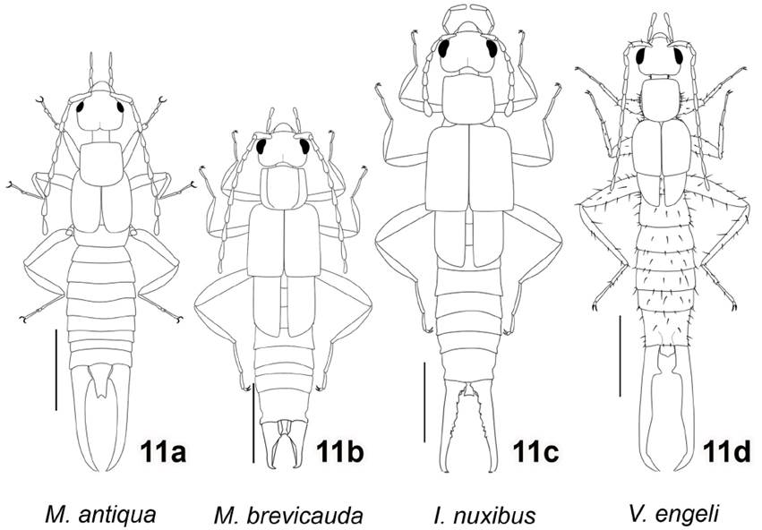 New taxa of earwigs (Dermaptera: Spongiphoridae: Spongiphorinae) in ...