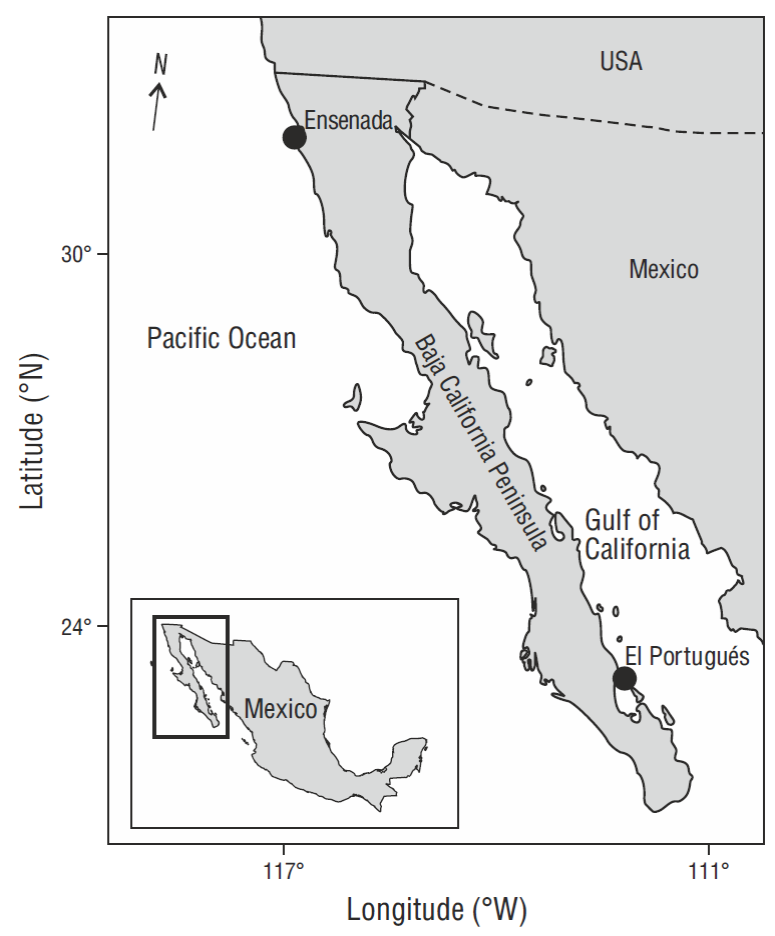 Population structure of the Pacific angel shark (Squatina californica ...