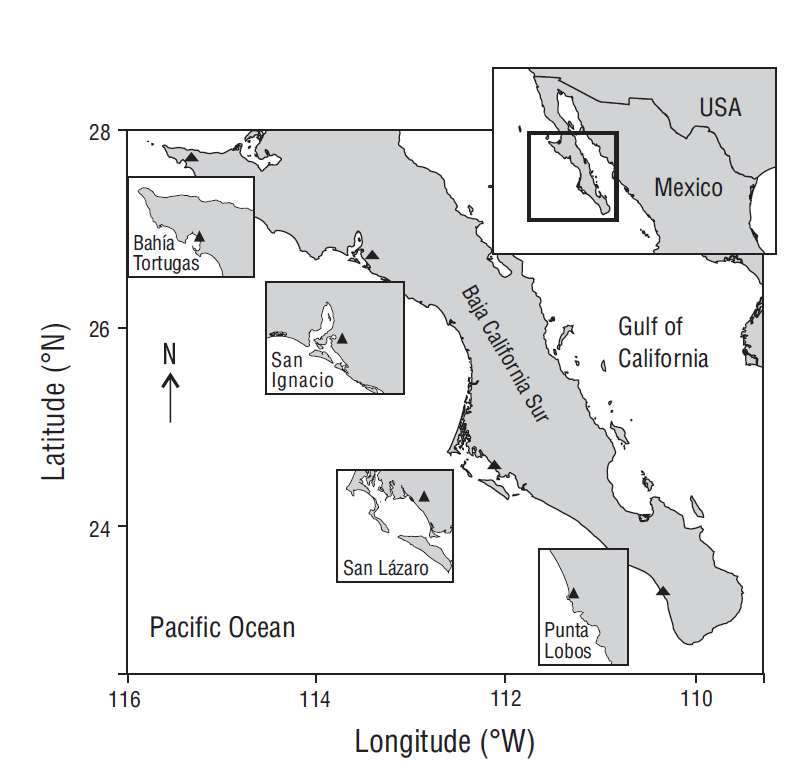 Reproductive biology of the brown smooth-hound shark, Mustelus henlei ...