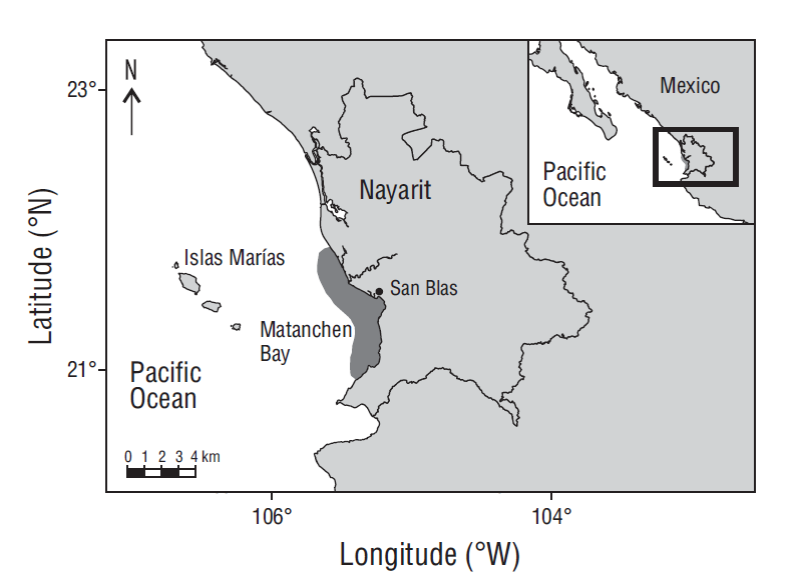 Feeding habits of the Mexican barracuda, Sphyraena ensis Jordan and ...