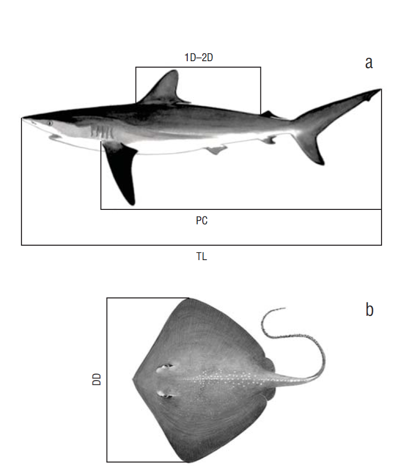 Elasmobranch species in the artisanal fishery of Sucre State, Venezuela