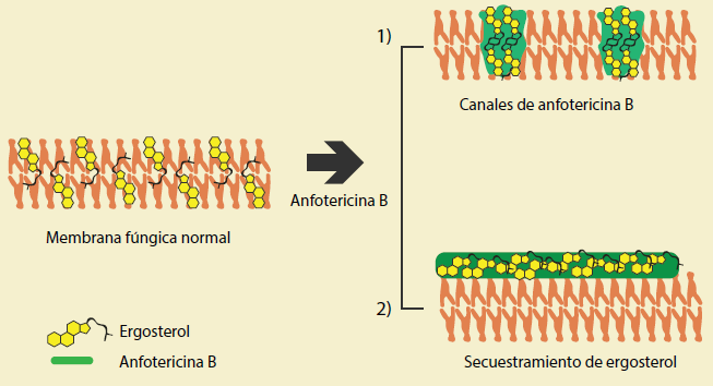 Antifúngicos Poliénicos. Mecanismo De Acción Y Aplicaciones