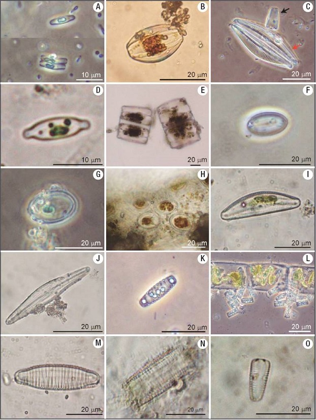 Benthic Diatoms On Fluvial Tufas Of The Mesa River, Iberian Range, Spain