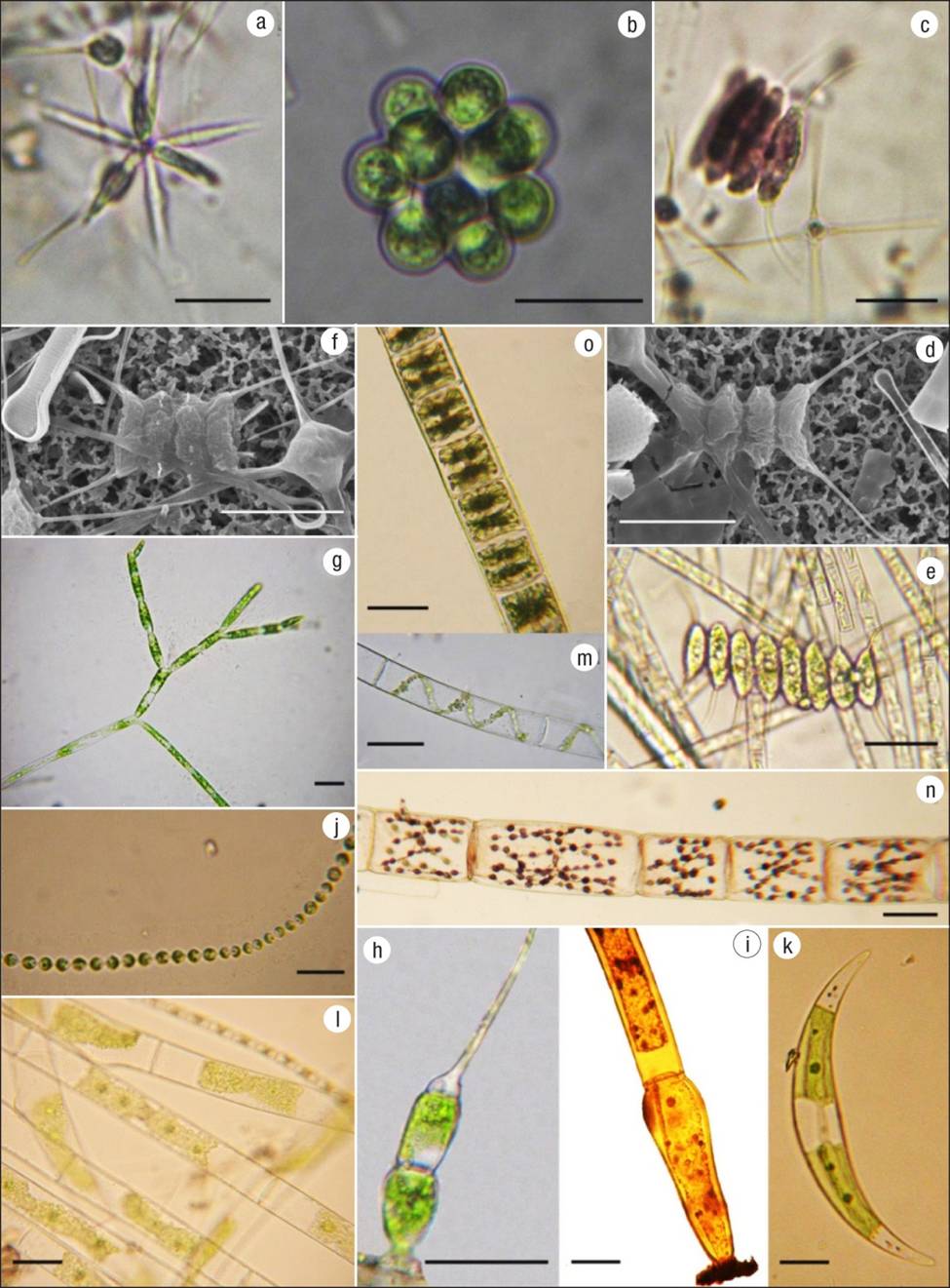 Chlorophyceae - 68 фото