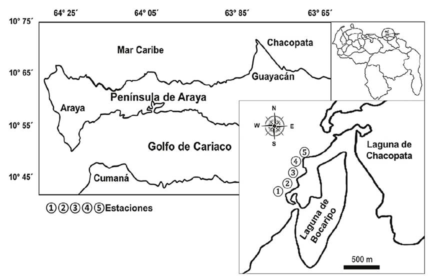 
							Ubicación geográfica de la zona de estudio, en donde se muestran
								las estaciones de muestreo (1,2,3,4,5), situadas en el litoral
								costero del complejo lagunar Chacopata-Bocaripo, nororiente de
								Venezuela.
						