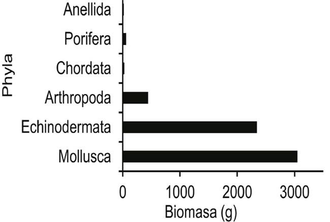 
								Biomasa total por grupo de organismos asociados a praderas de
										T. testudinum, en el litoral costero del
									complejo lagunar Chacopata-Bocaripo, nororiente de
									Venezuela.
							