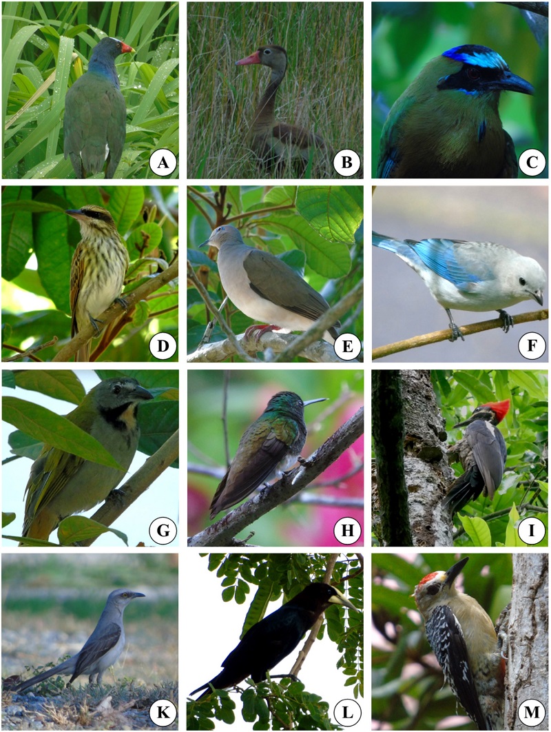 Diversidad Ecológica De Aves En Un Hábitat Fragmentado En La Comunidad ...