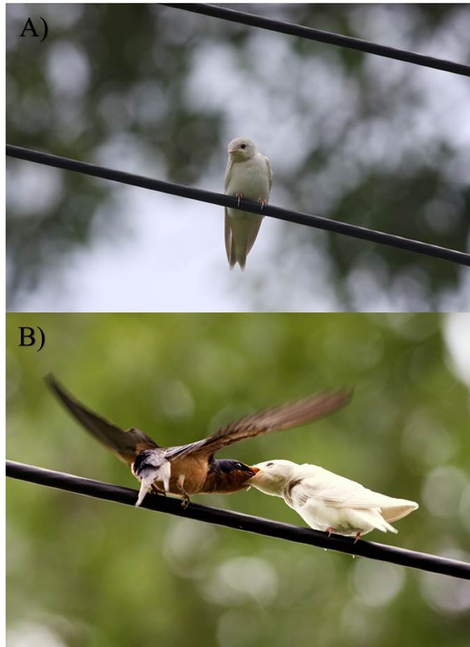 Two new reports of leucistic birds from Mexico 